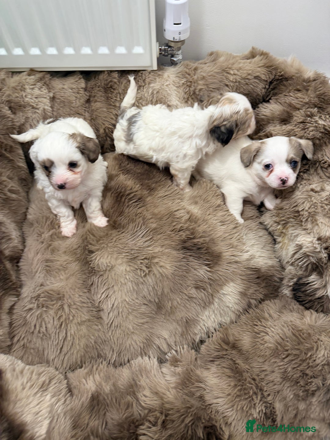 Poochon dogs for sale: Poochon puppies  - Advert 6