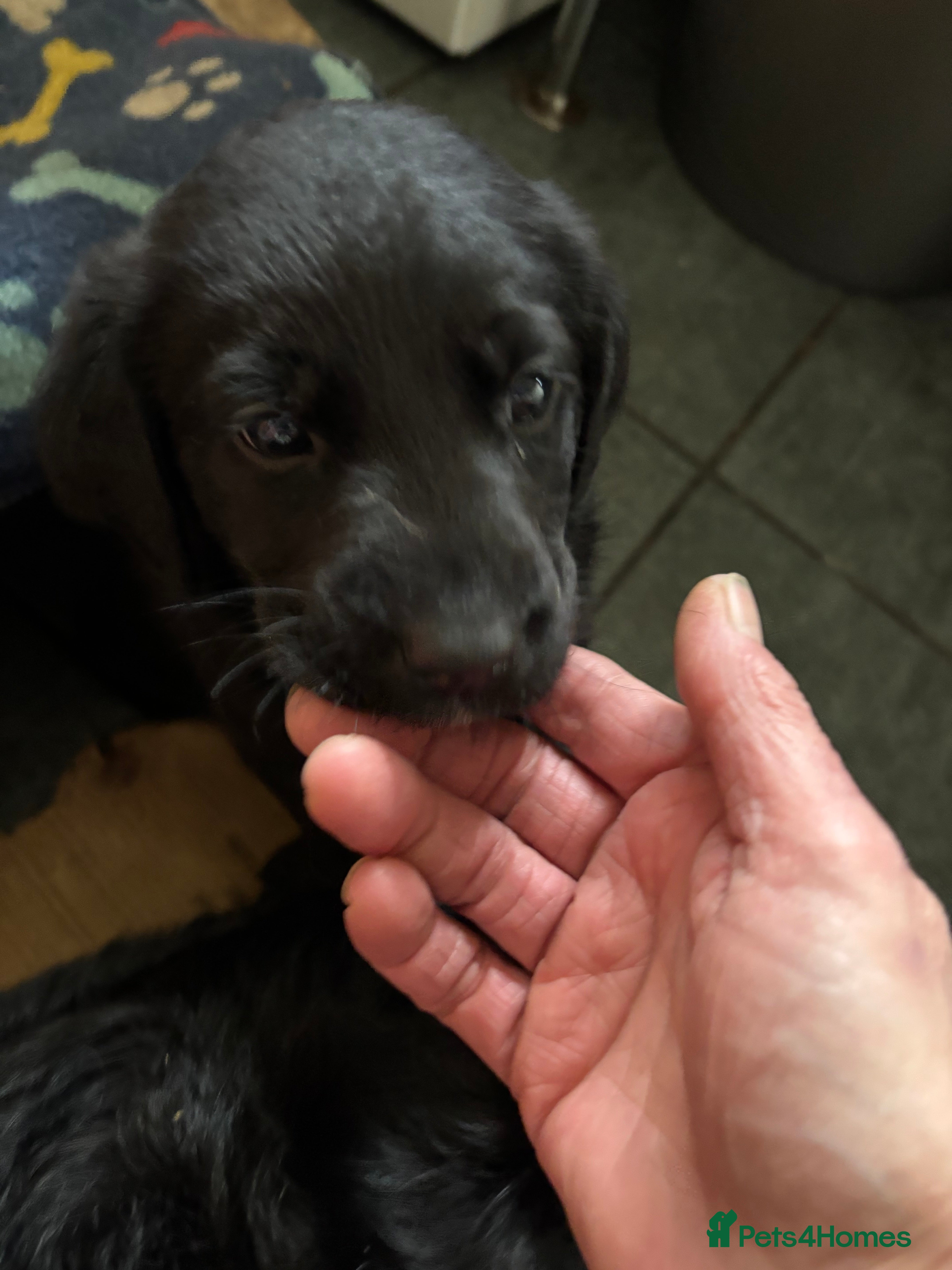 Labrador Retriever dogs 3 Labrador puppies - Advert 18