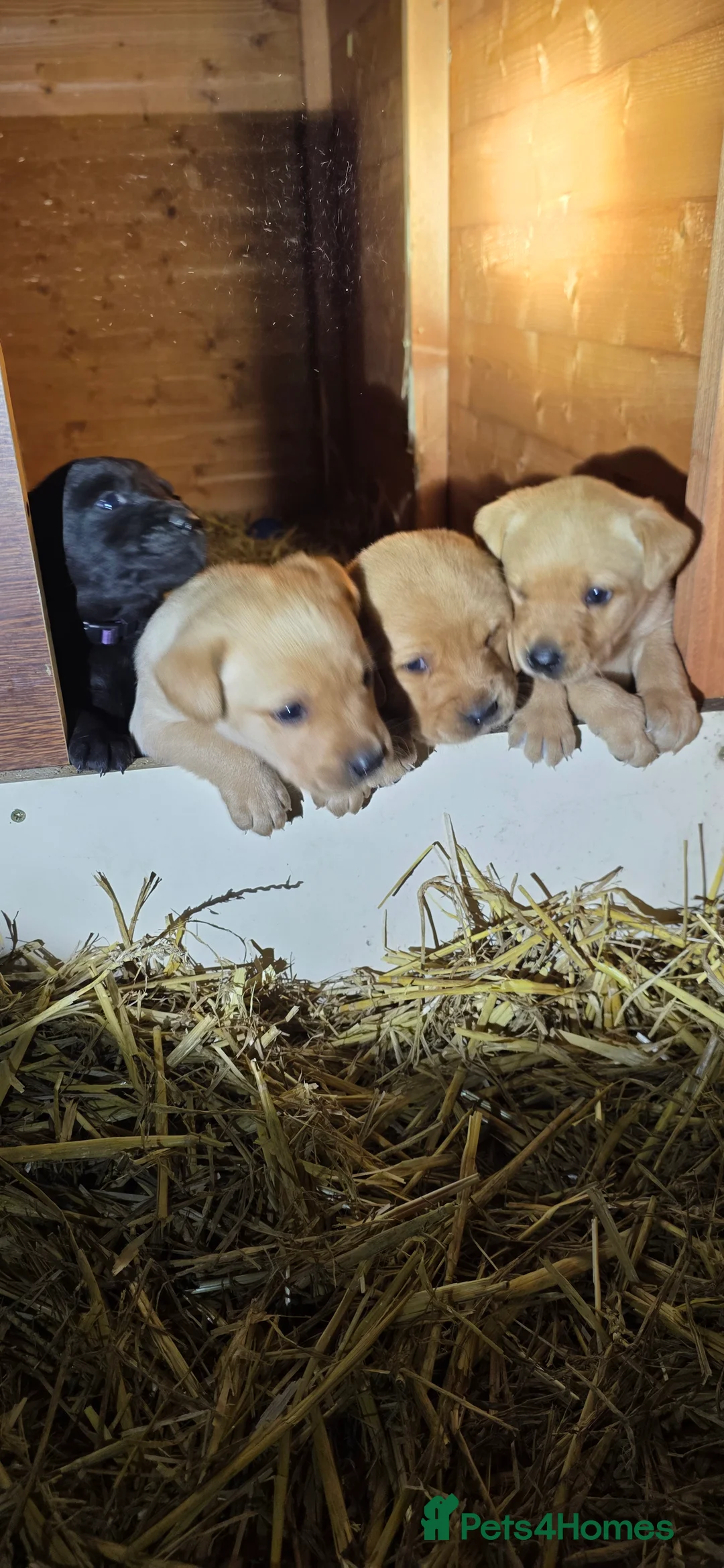 Labrador Retriever dogs for sale: Beautiful Labrador Retriever Puppies for Sale - Advert 28