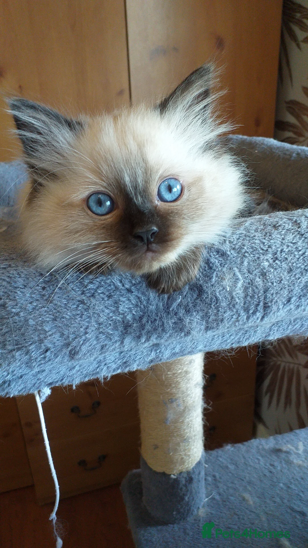 Ragdoll cats for sale: Ragdolls...beautiful kittens in Sheffield - Advert 2