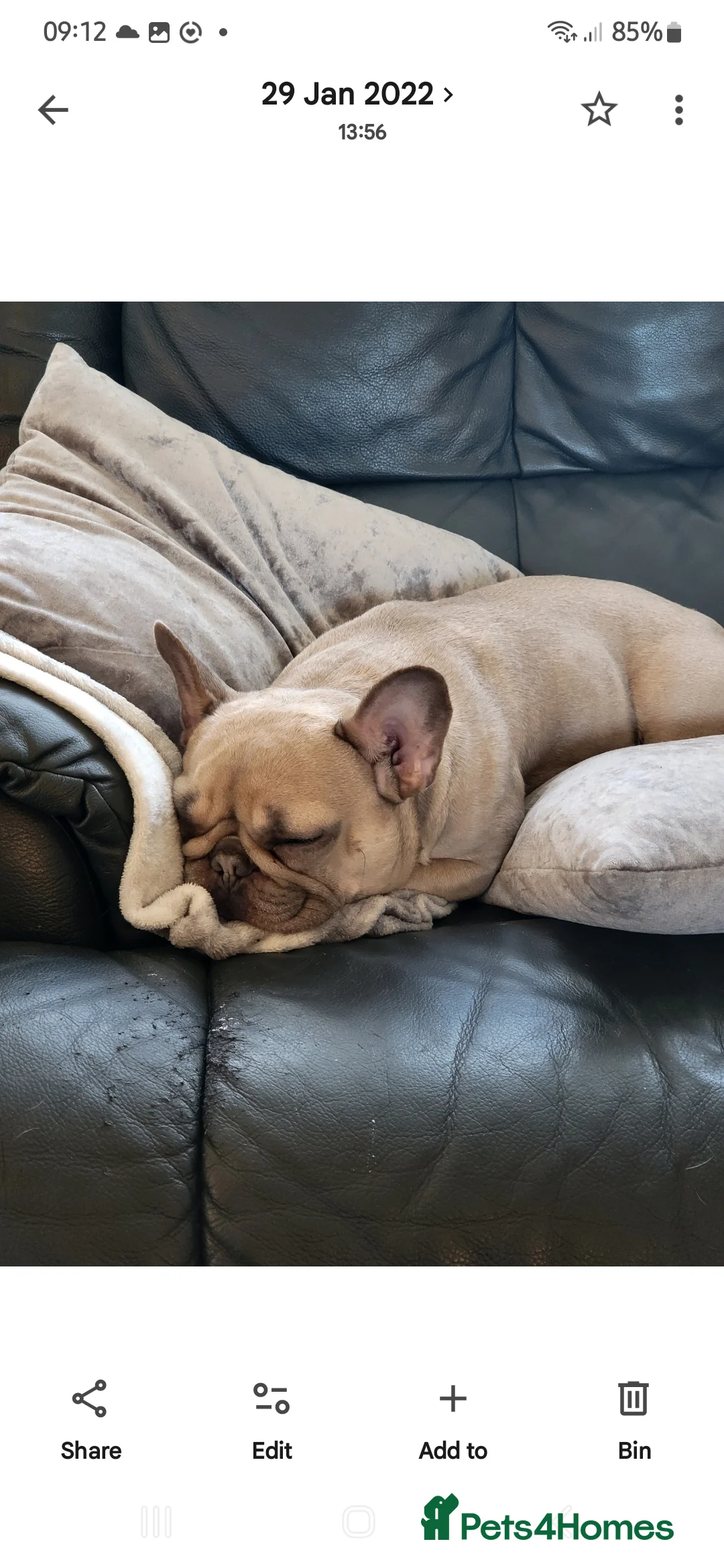 French Bulldog dogs for sale: Beautiful pinto - Advert 2