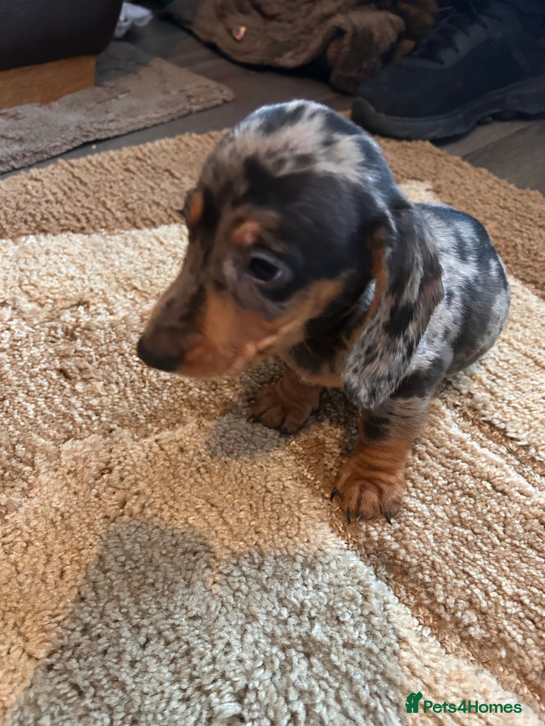 Miniature Dachshund dogs for sale: Dachshund puppies boys and girls ready now - Advert 17