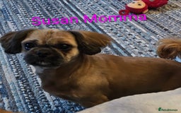 Shih Tzu dogs for sale: Stunning full pedigree miniature shih tzu puppies  - Image 10