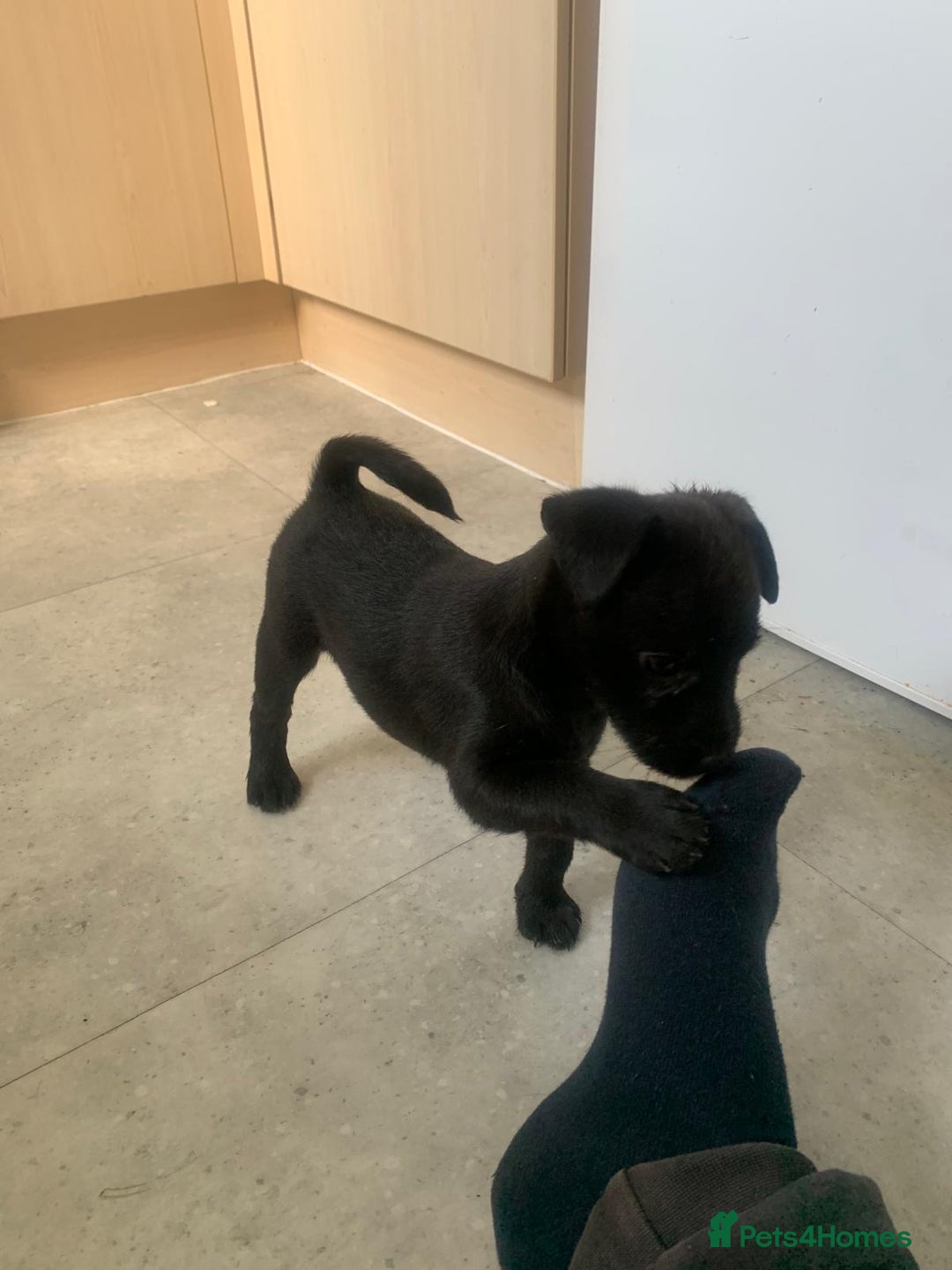 Patterjack dogs for sale: Outstanding litter of patterjack puppys for sales  - Image 3