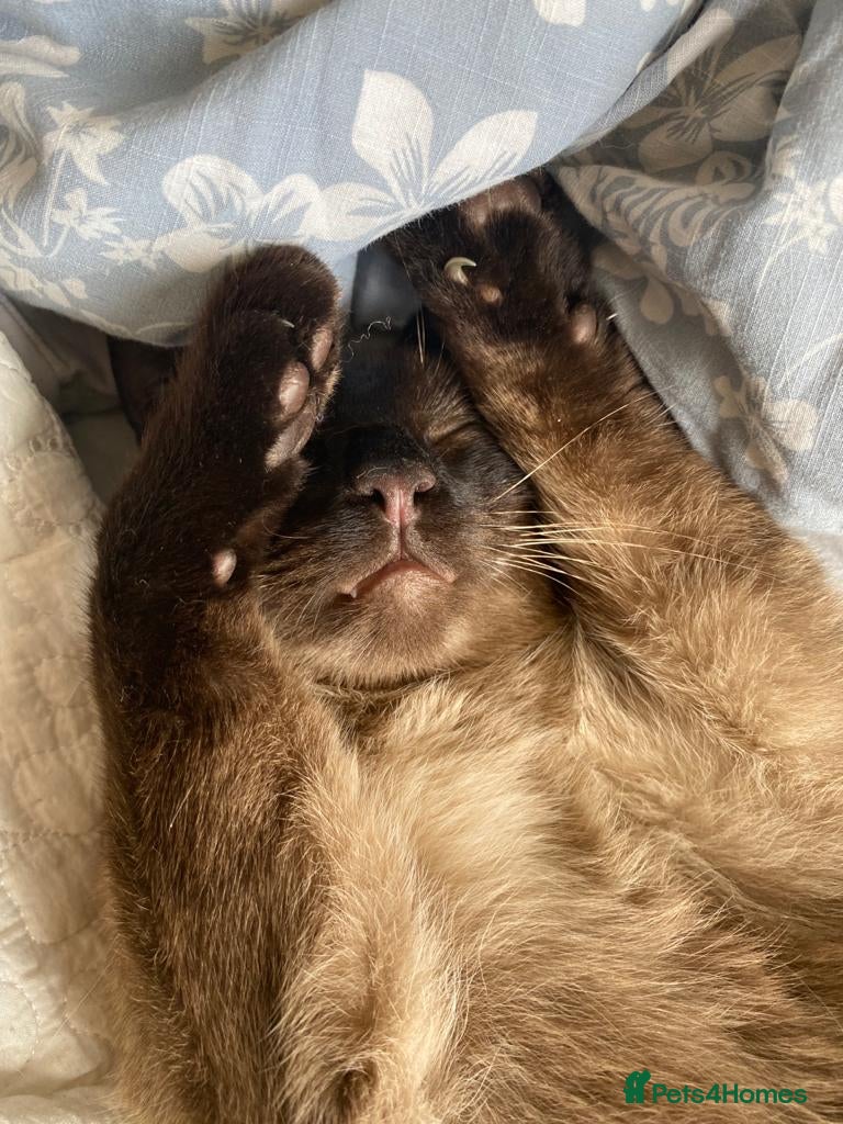 Mixed Breed cats Dusty the 6 year old cat - Advert 1