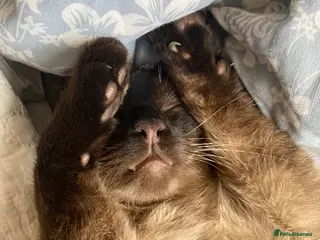 Mixed Breed cats Dusty the 6 year old cat - Advert 1