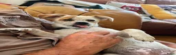 Mixed Breed dogs for adoption: Anuka 🩷 in Market Harborough - Advert 2