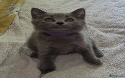 British Shorthair cats for sale: British Blue shorthair kittens £400 - Image 25