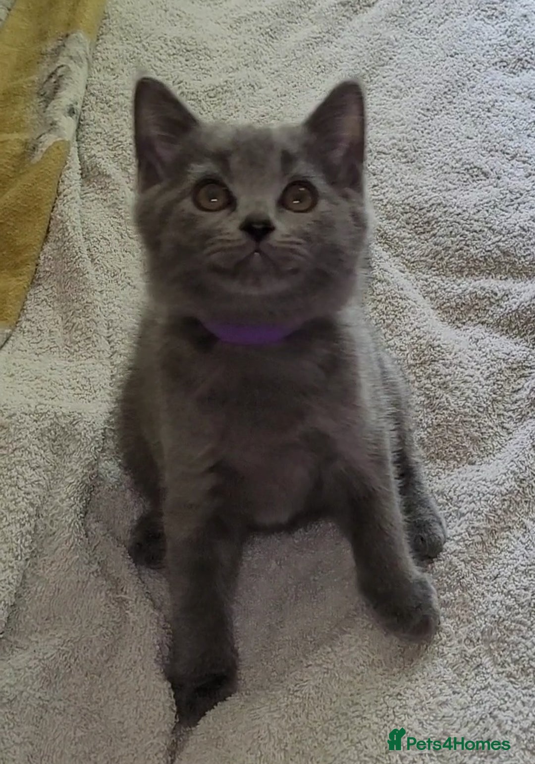 British Shorthair cats for sale: British Blue shorthair kittens £400 - Image 25