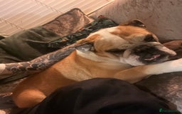 English Bulldog dogs for sale: Most loveable English Bulldog (I don’t want cash) - Image 9