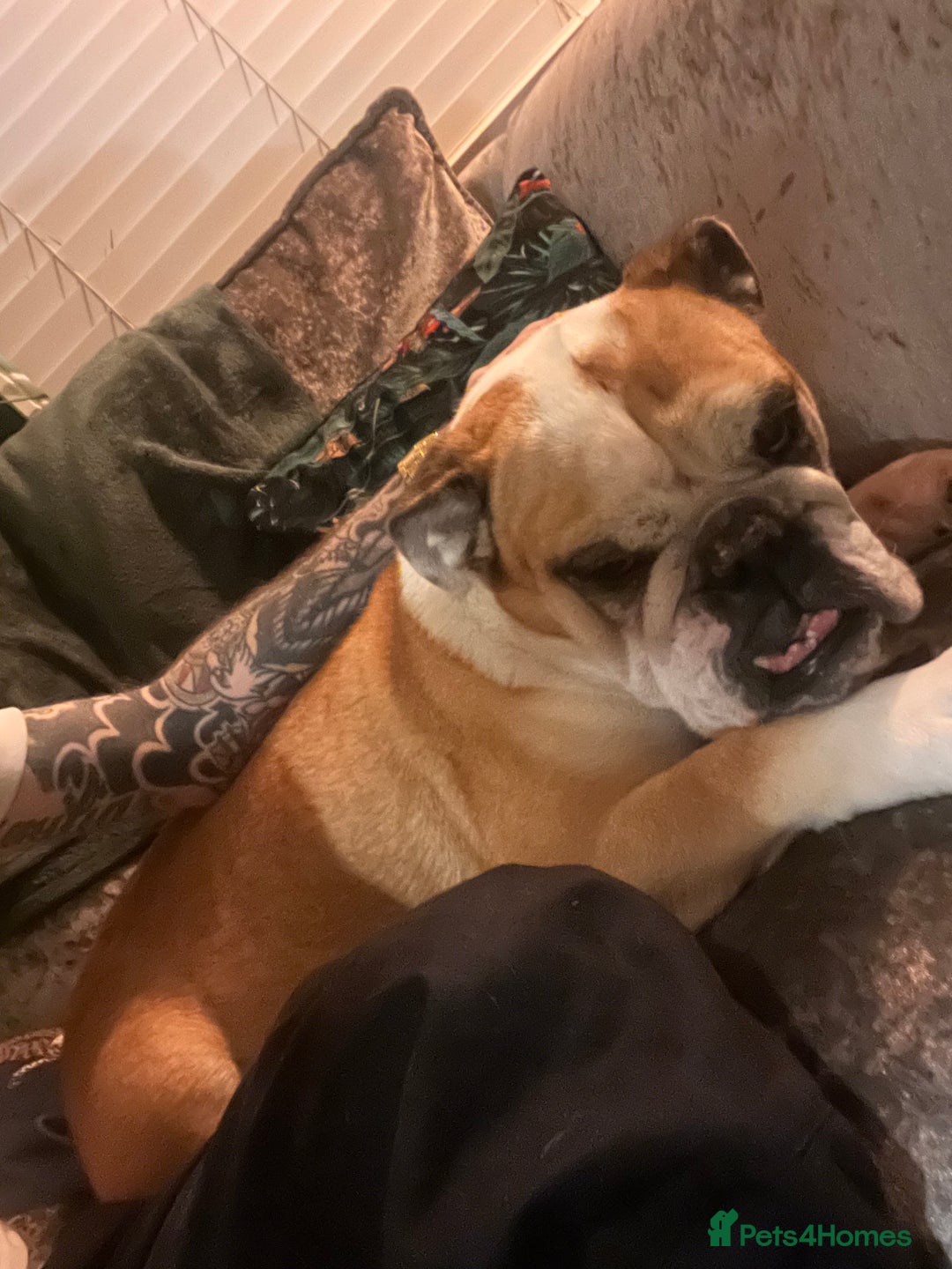 English Bulldog dogs for sale: Most loveable English Bulldog (I don’t want cash) - Image 9