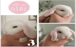 Mini Lop rabbits for sale: Mini lop babies available  - Image 4