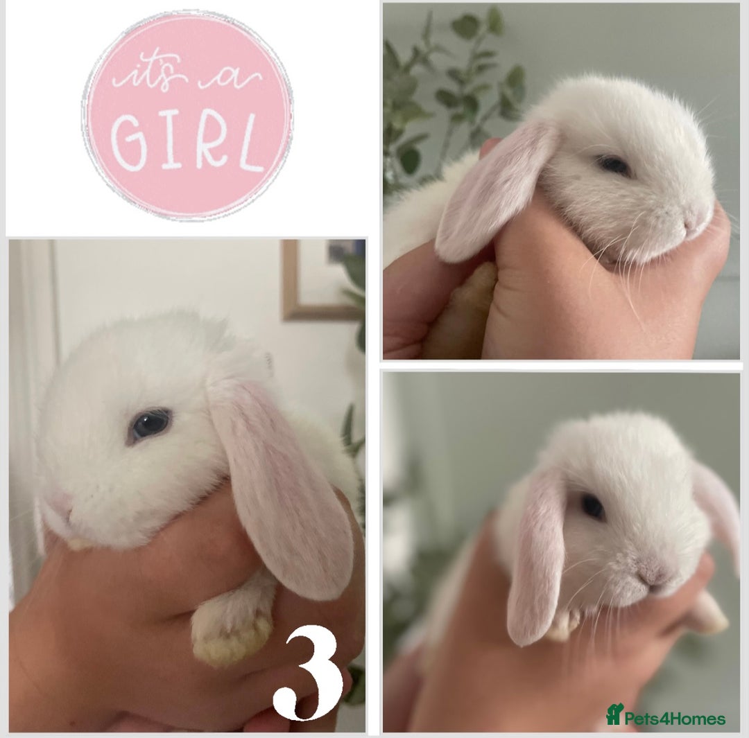 Mini Lop rabbits for sale: Mini lop babies available  - Image 4