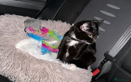 Domestic Shorthair cats for sale: Russia - Image 2