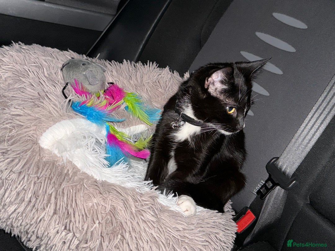 Domestic Shorthair cats for sale: Russia - Image 2