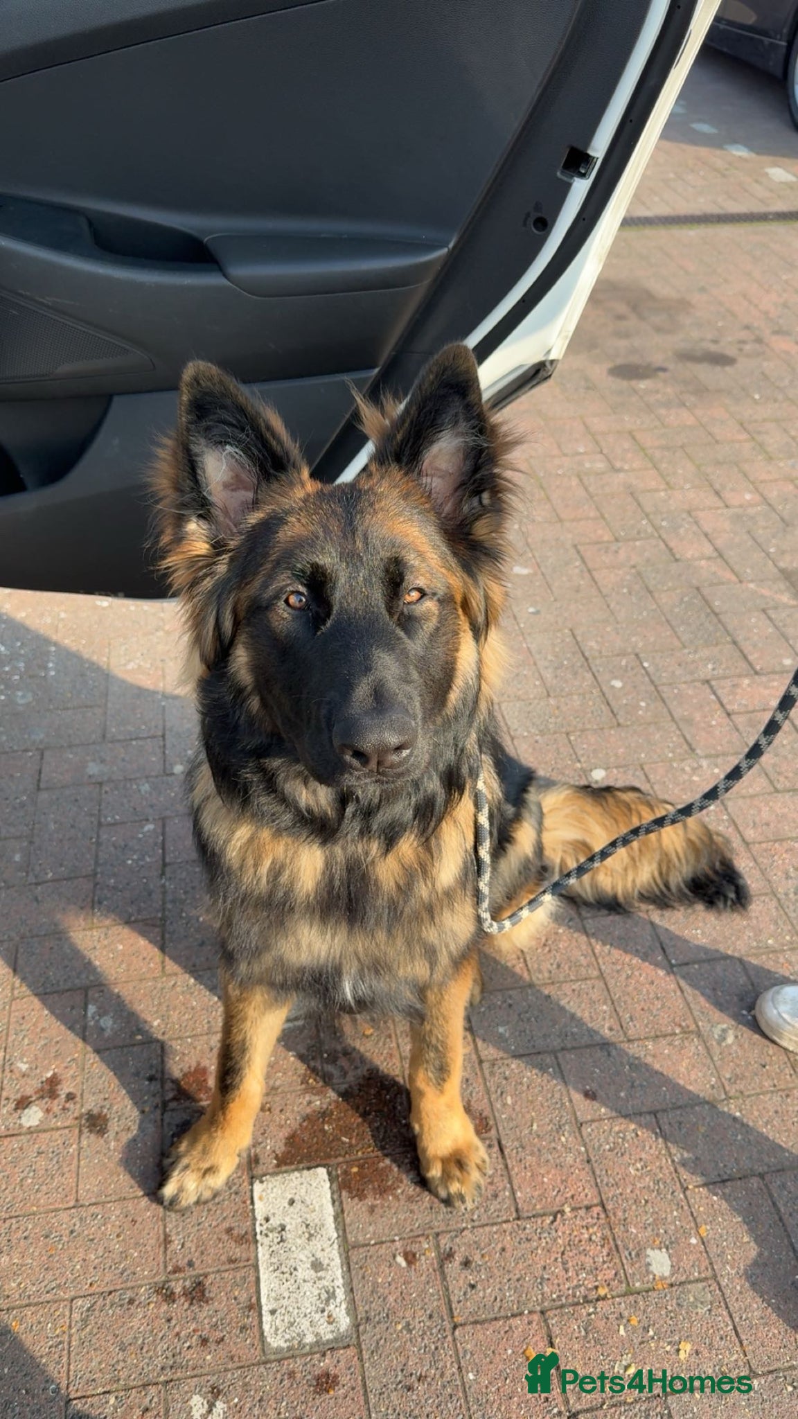 German Shepherd dogs Buddy SHEPINOIS - Advert 2