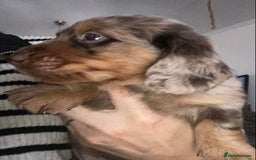 Dachshund dogs for sale: Stunning litter of Dachshund puppies  - Image 3