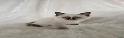 Ragdoll cats for sale: Gorgeous Ragdoll Boy Kittens - Advert 3