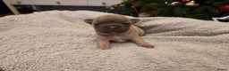 French Bulldog dogs for sale: French bulldog puppies.  - Advert 27