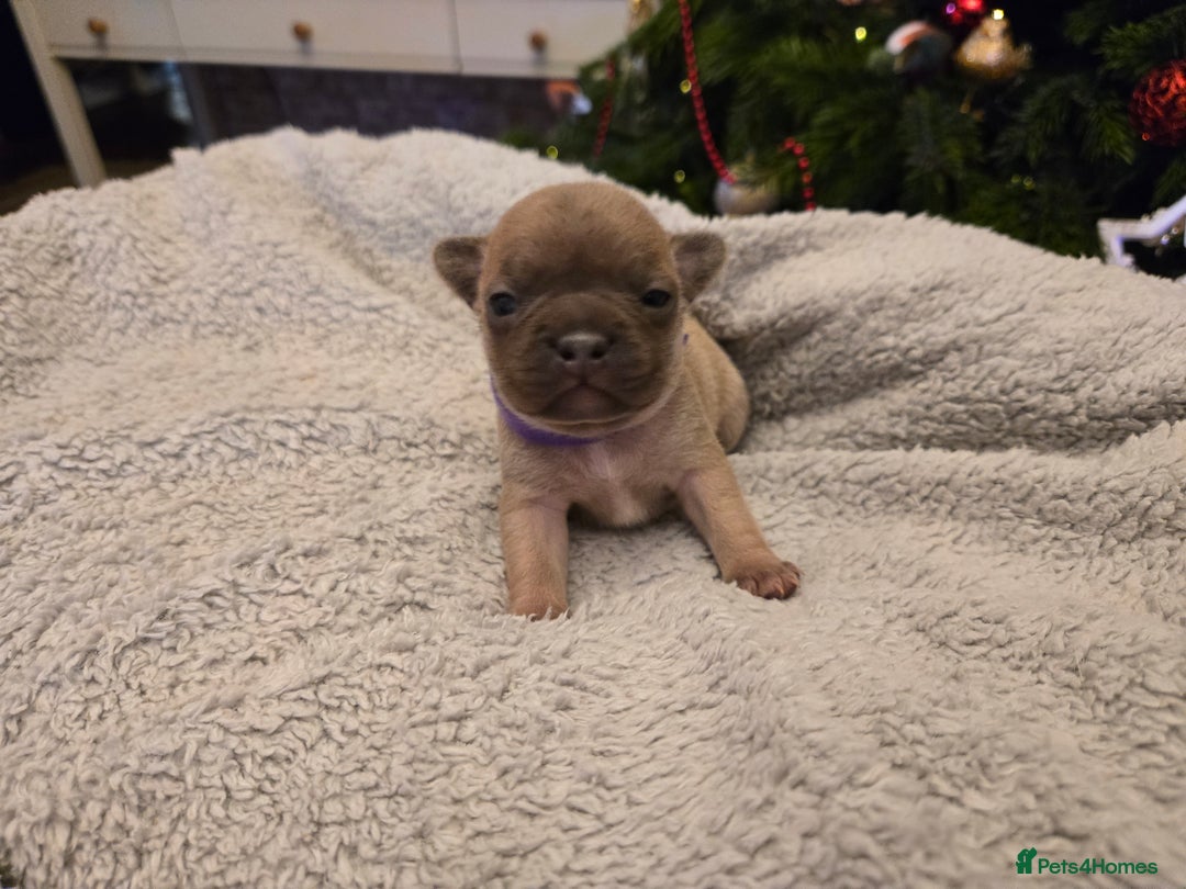 French Bulldog dogs for sale: French bulldog puppies.  - Advert 27