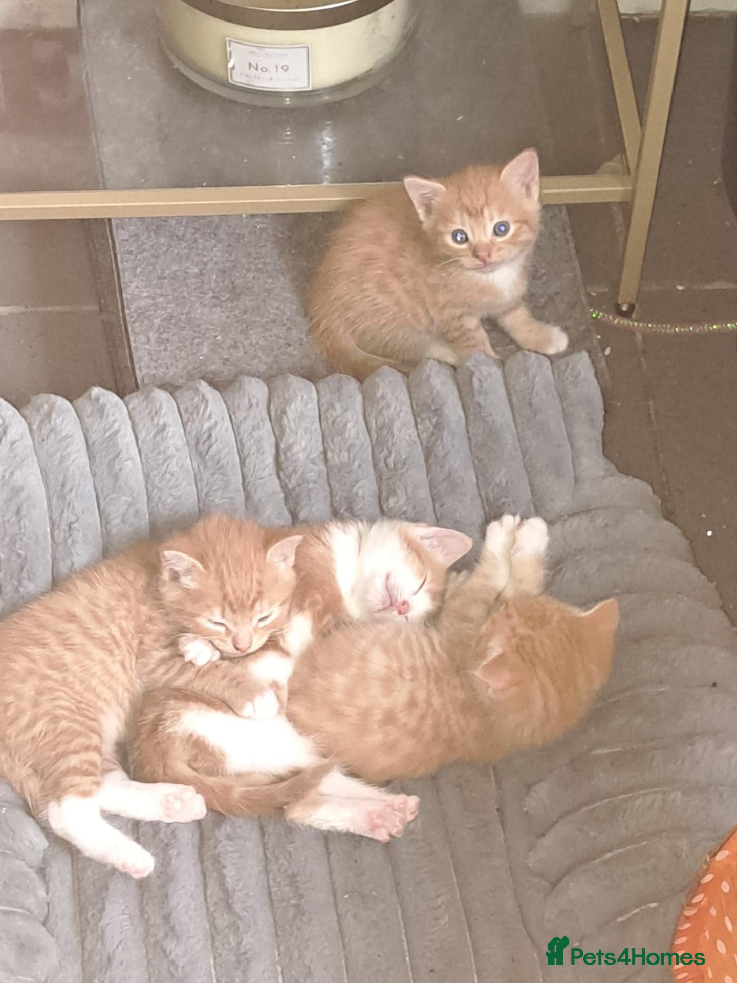 Mixed Breed cats Kittens for sale  - Advert 3