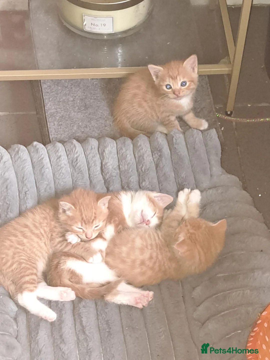 Mixed Breed cats for sale: Kittens for sale  - Advert 1