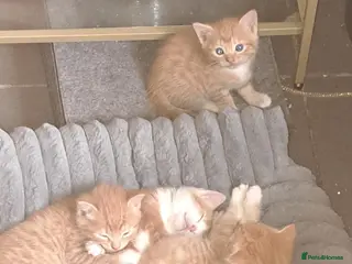 Mixed Breed cats Kittens for sale - Advert 1