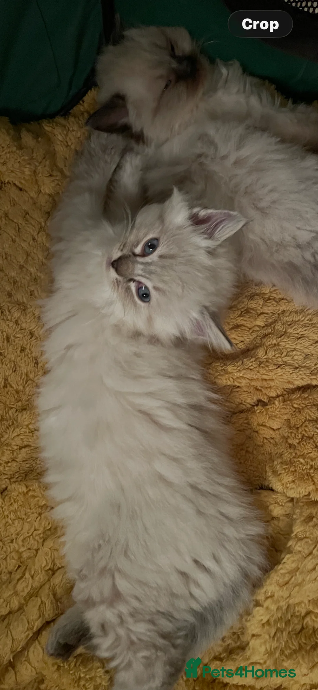 Ragdoll cats for sale: Ragdoll kittens  - Advert 2