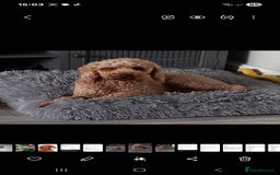 Cockapoo dogs for sale: ** 1 FEMALE COCKAPOO ** - Image 2