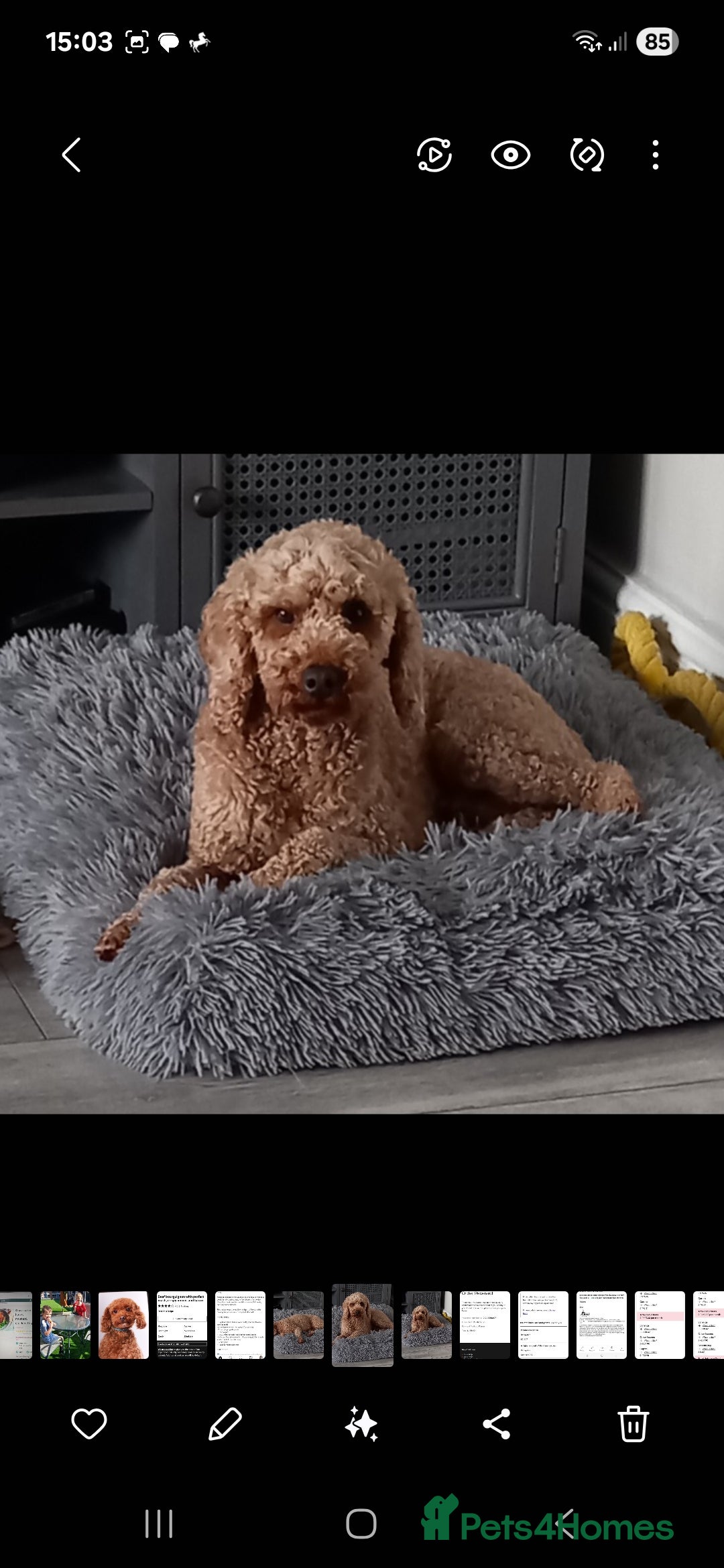 Cockapoo dogs for sale: ** 1 FEMALE COCKAPOO ** - Image 2