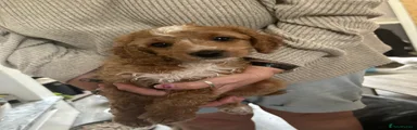 Cockapoo Puppy 4