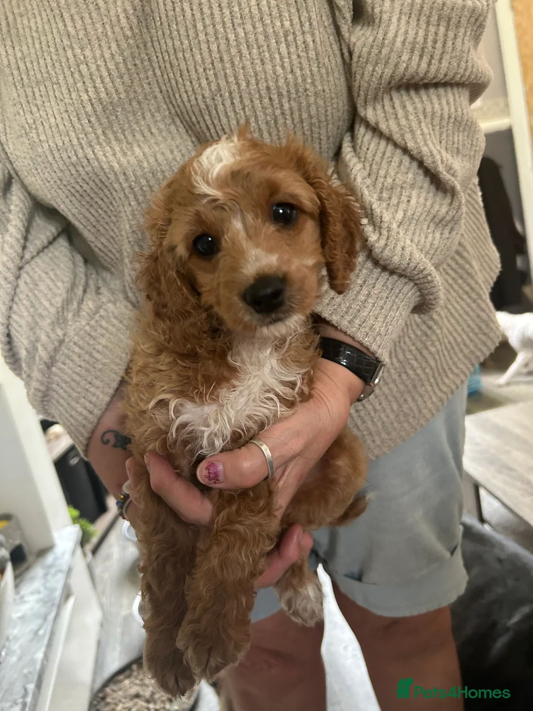 Cockapoo dogs for sale: Cockapoo puppies - Advert 2