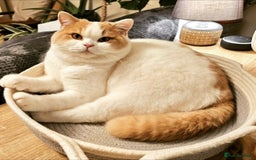British Shorthair cats for sale: Breeding Boy. Blood Group B - Image 13