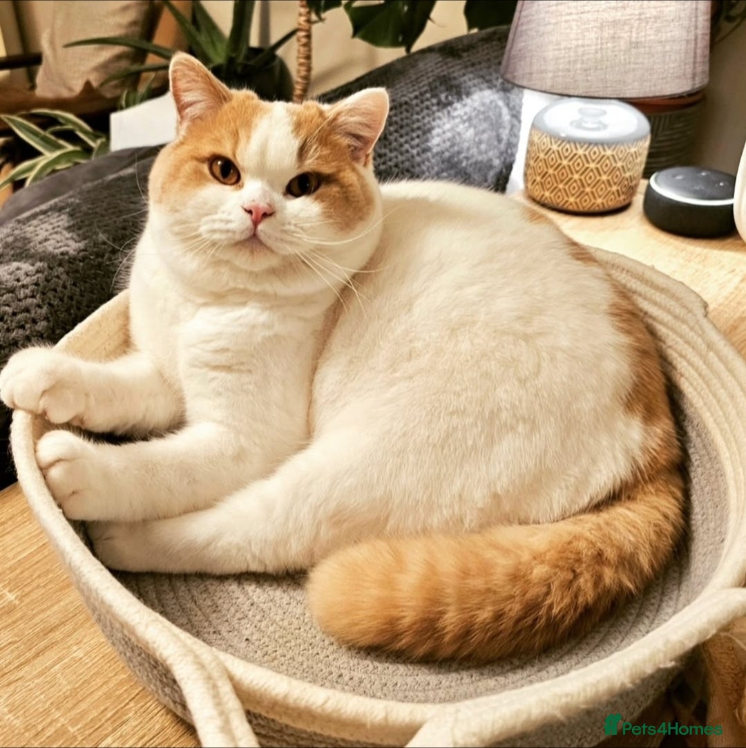 British Shorthair cats for sale: Breeding Boy. Blood Group B - Image 13
