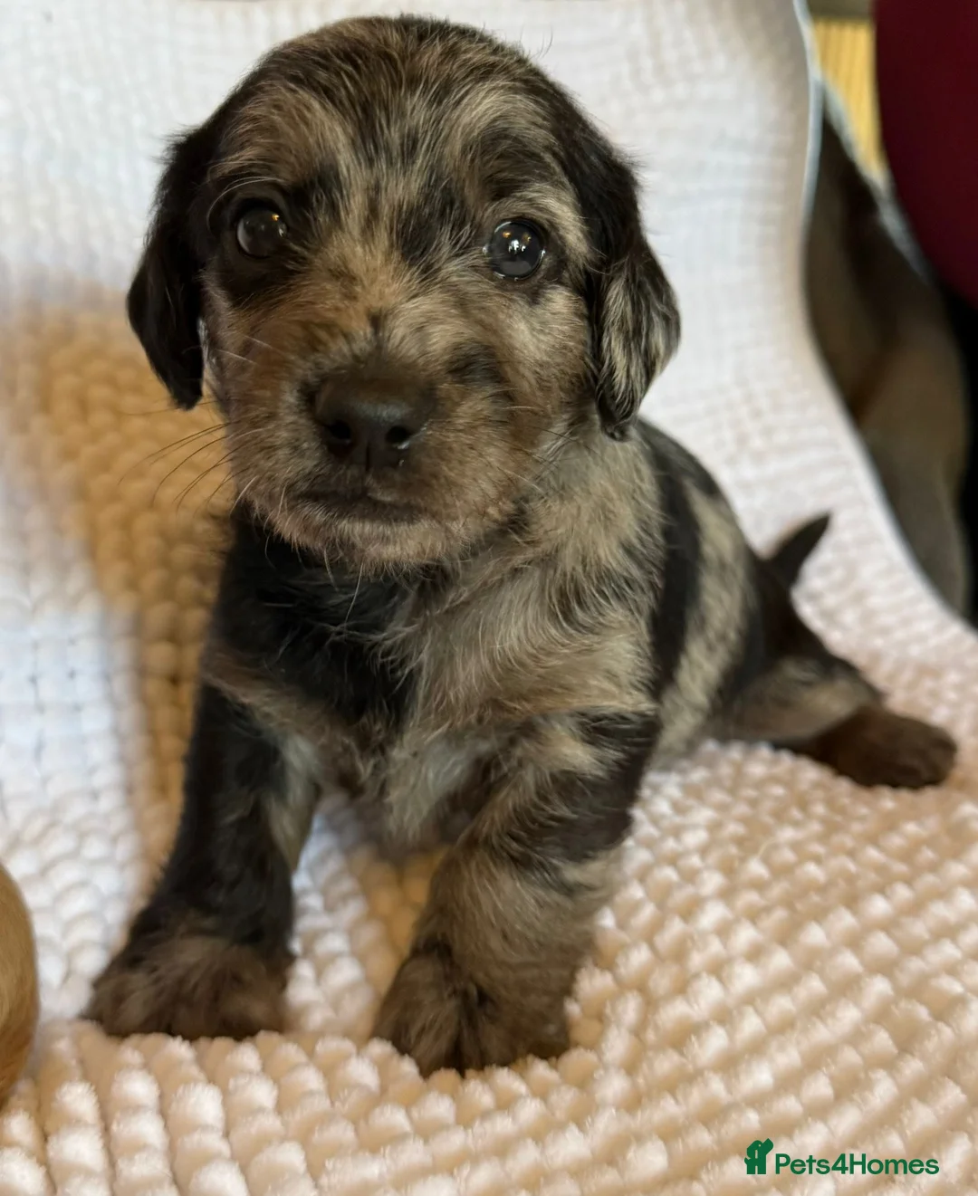 Mixed Breed dogs for sale: Stunning quality Daxipoo pups   - Advert 1