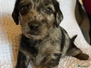 Mixed Breed dogs Stunning quality Daxipoo pups - Advert 12
