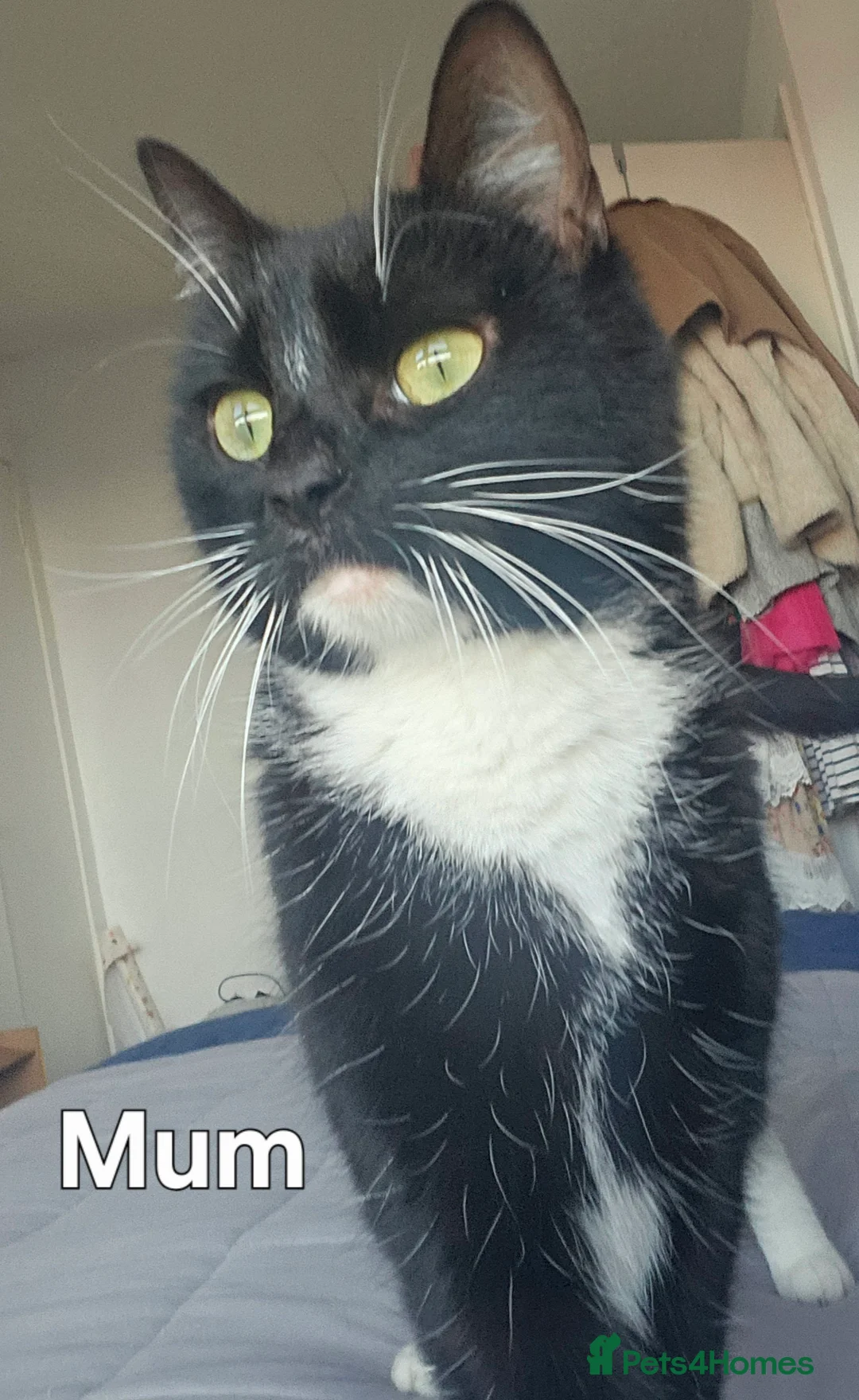 Mixed Breed cats for sale: Kittens - Advert 1