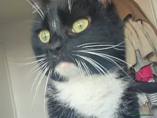 Mixed Breed cats Kittens in Bathgate - Advert 3