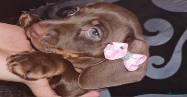 Miniature Dachshund dogs - Advert 10
