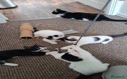 Mixed Breed cats for sale: Cute Furry Friends Ready to find new home. - Image 6