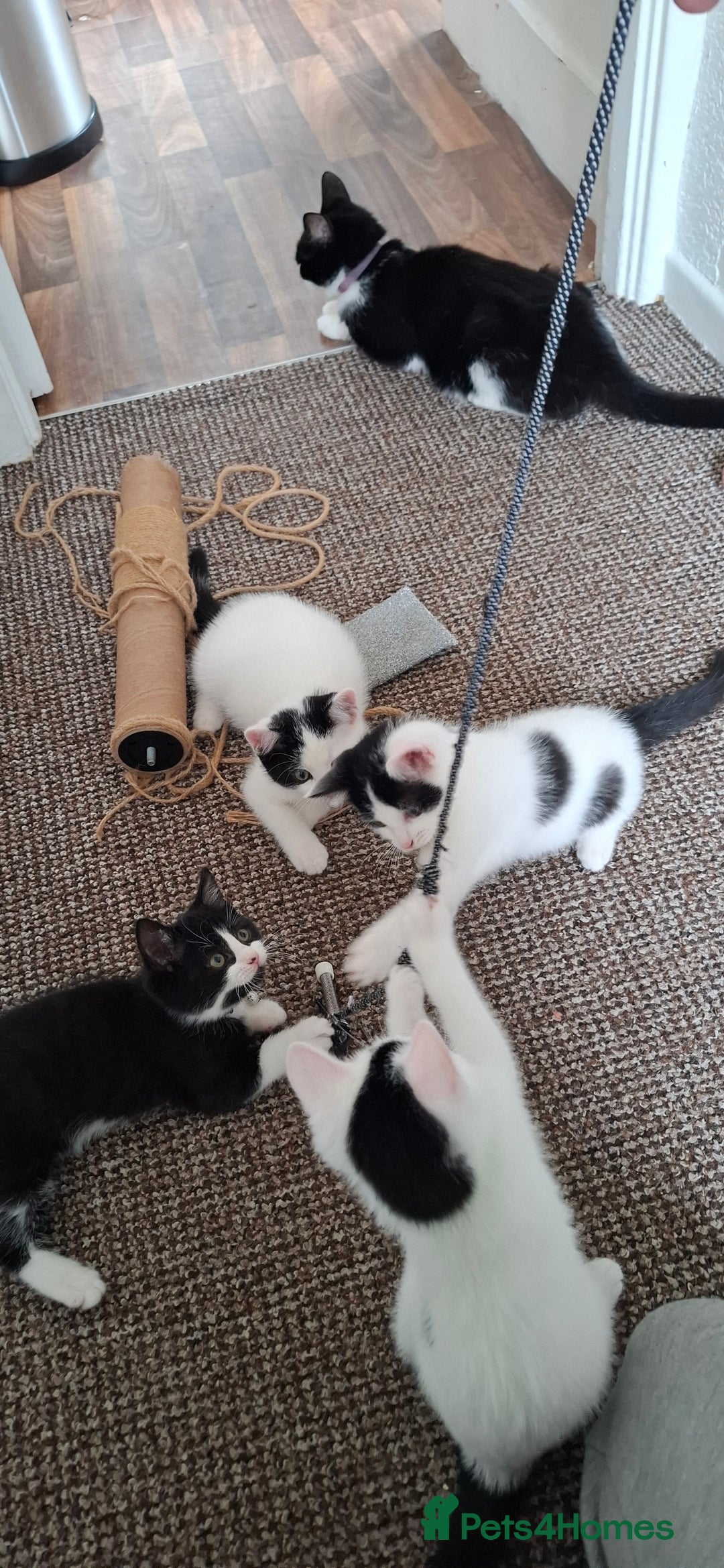 Mixed Breed cats for sale: Cute Furry Friends Ready to find new home. - Image 6