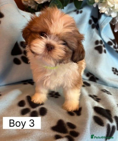 Shih Tzu dogs Four shih tzu boy puppy’s left! - Advert 4