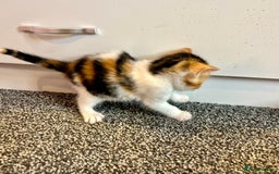 Mixed Breed cats for sale: 5 beautiful kittens for sale  - Image 6
