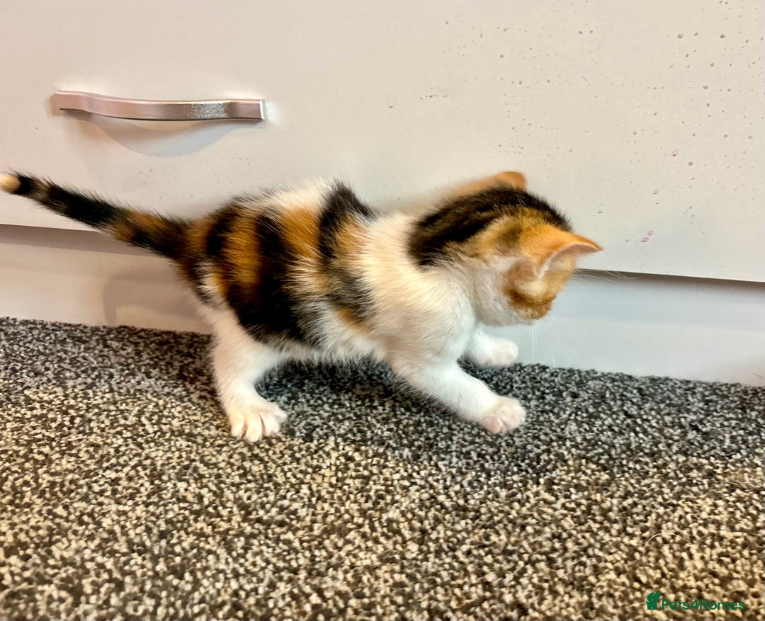 Mixed Breed cats for sale: 5 beautiful kittens for sale  - Image 6