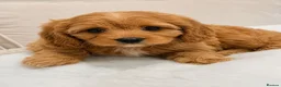 Cavapoo dogs for sale: ADORABLE F1 TOY CAVAPOOS - Advert 5