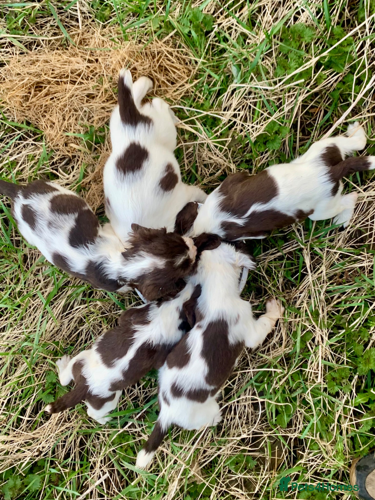 English Springer Spaniel dogs Easter Springers ready now  - Advert 6