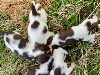 English Springer Spaniel dogs Easter Springers ready now - Advert 6