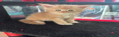 Maine Coon 1