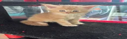 Maine Coon cats for sale: Maine coon kittens - Advert 24