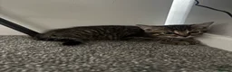 Mixed Breed cats for sale: Female Kitten - Advert 2